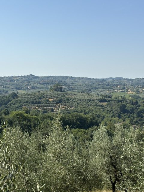 Olive groves on the Tuscan hills