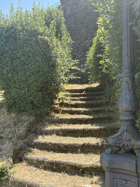 Stone stairway through hedges